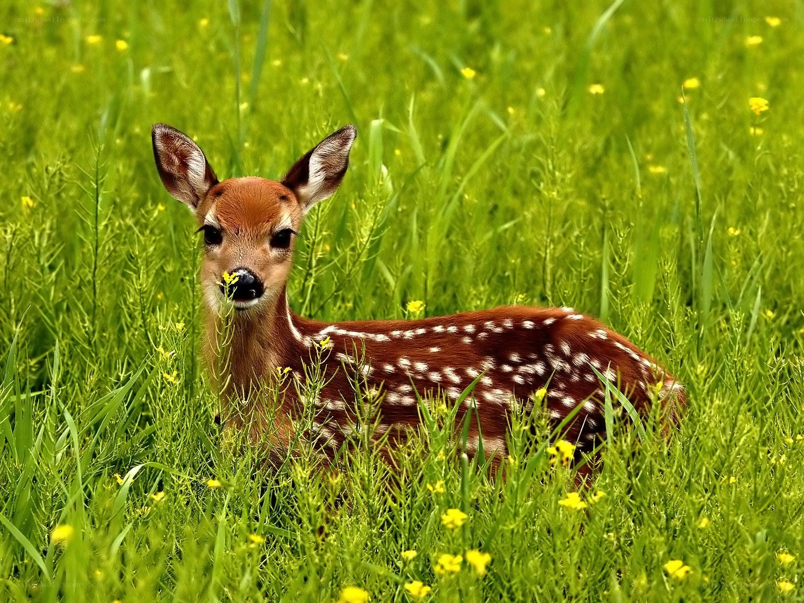 fawn in a green field