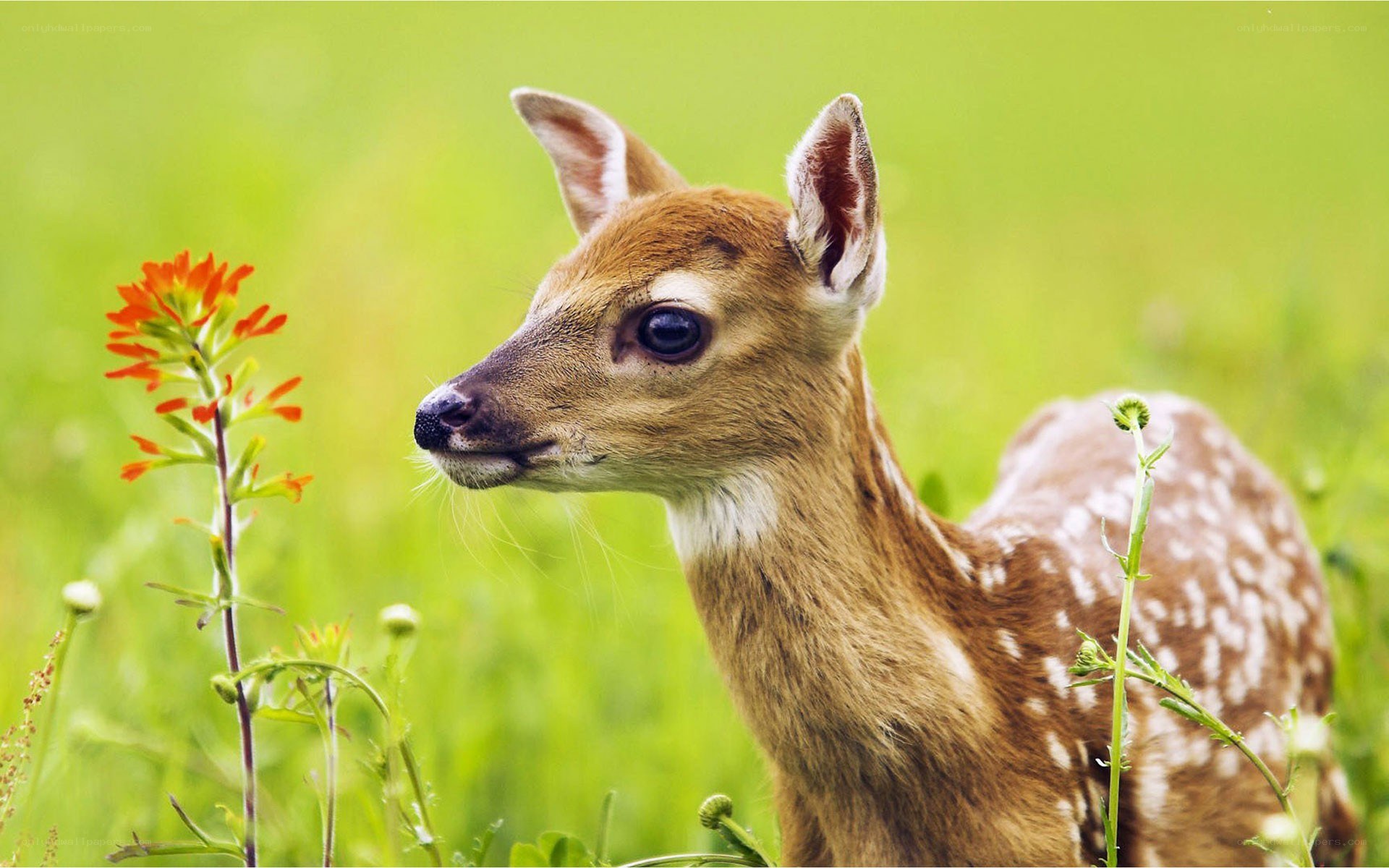fawn in a green field