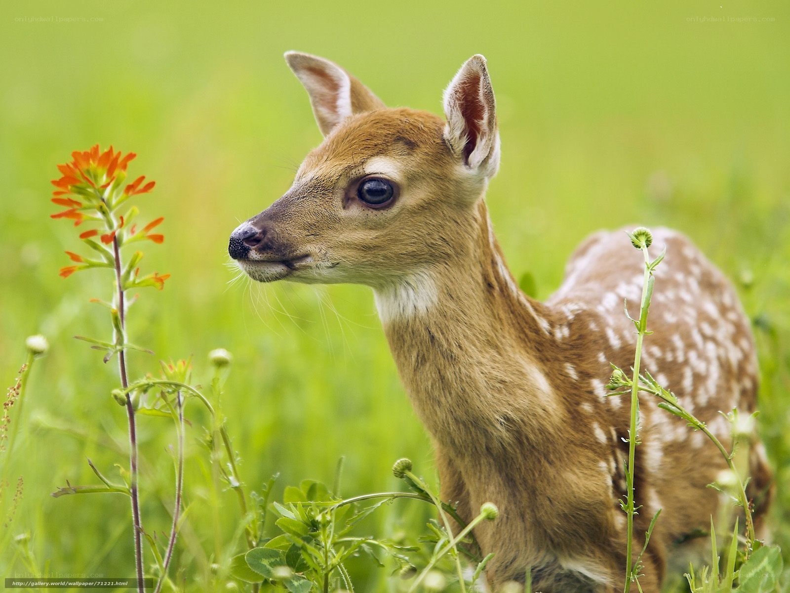 fawn in a green field