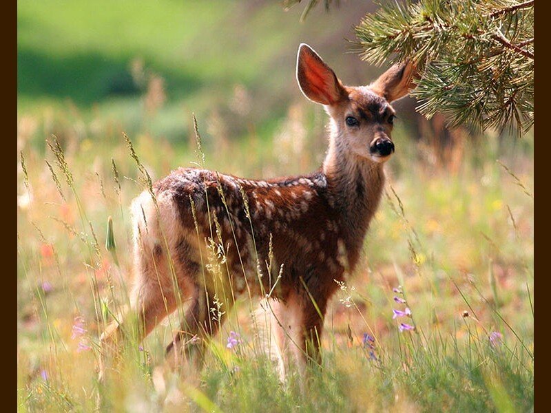 fawn in a meadow