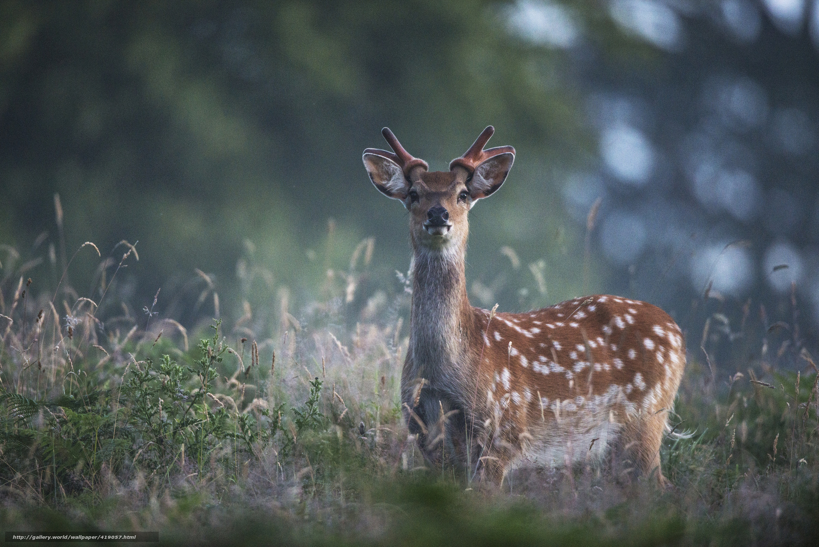 Fawn in a misty field