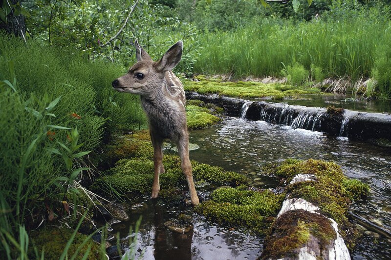 Fawn in a Stream
