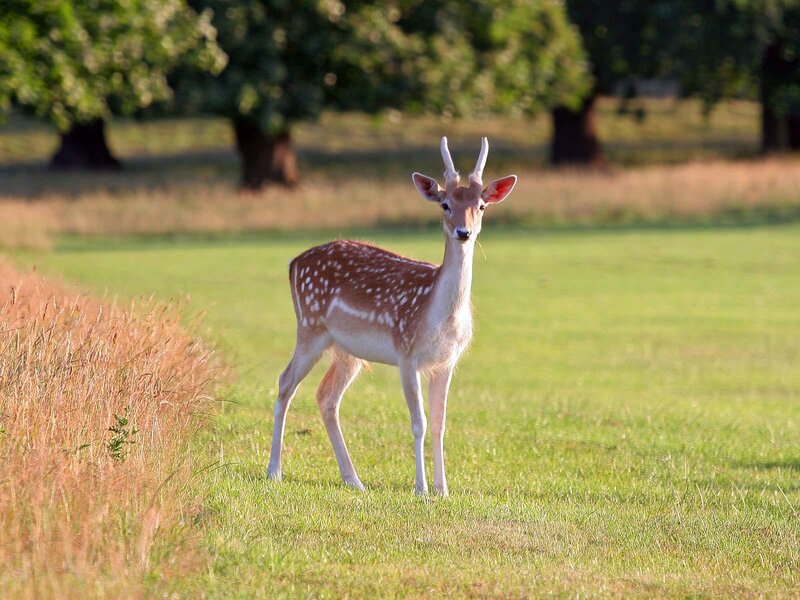 Fawn in a sunlit field