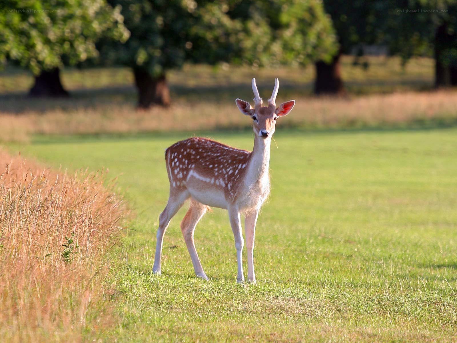Fawn in a sunlit field