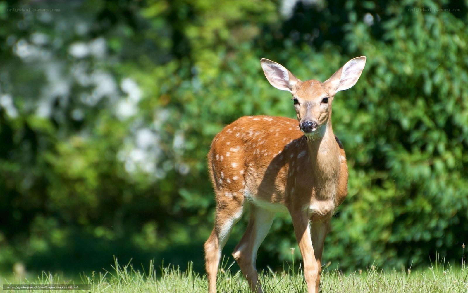 fawn in a sunlit meadow