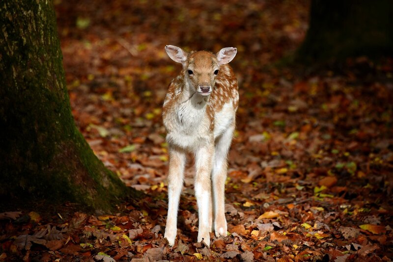 Fawn in Autumn Forest — Brown