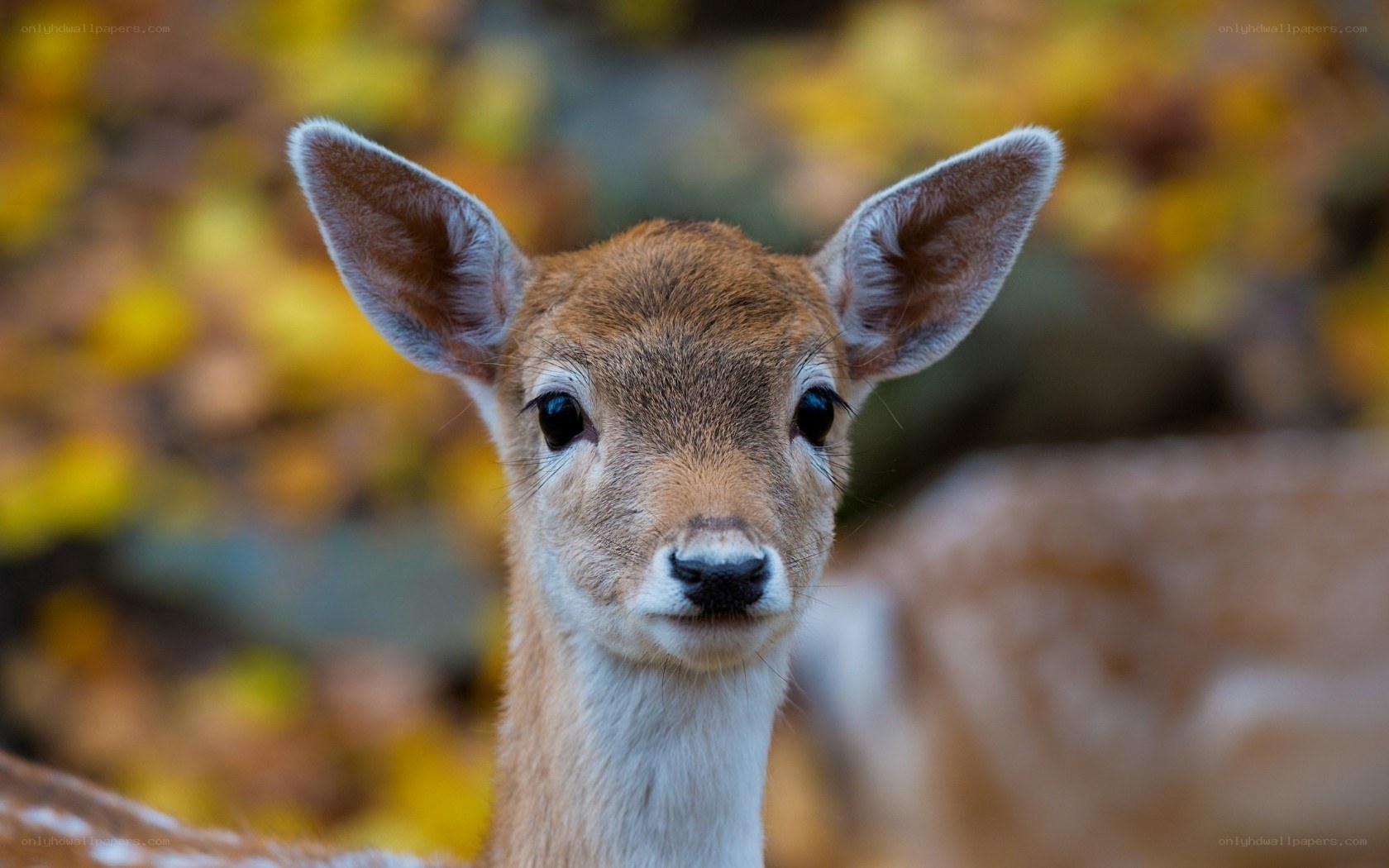 fawn in autumn forest