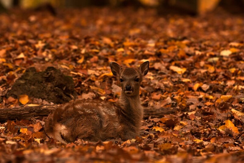 Fawn in Autumn Leaves