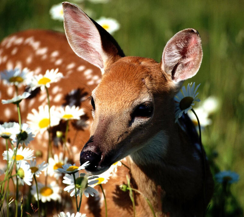 Fawn in Daisies — Brown