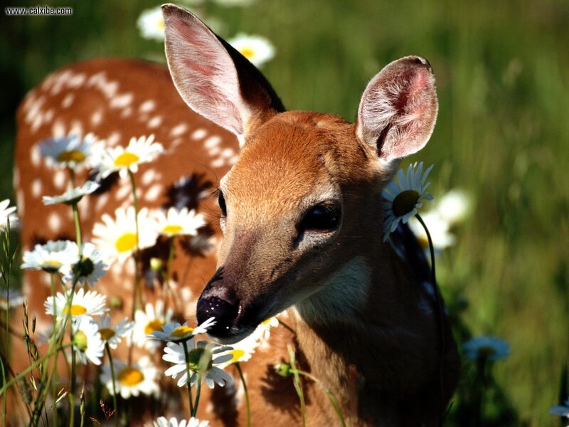 fawn in daisies