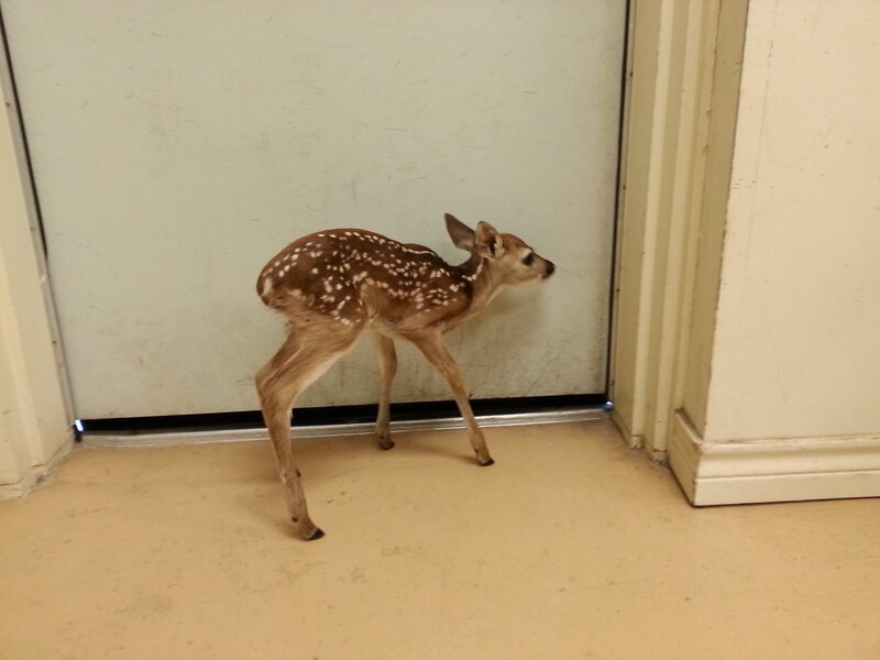 Fawn in Doorway