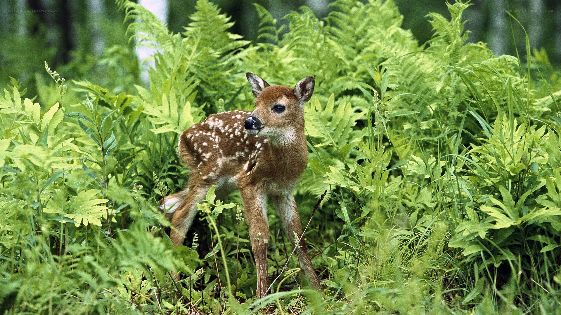 fawn in ferns