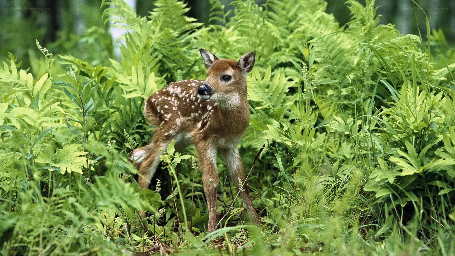 fawn in ferns