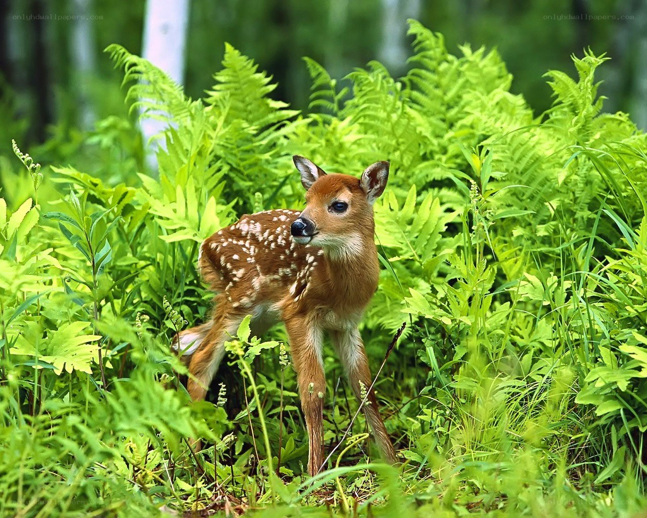 fawn in ferns