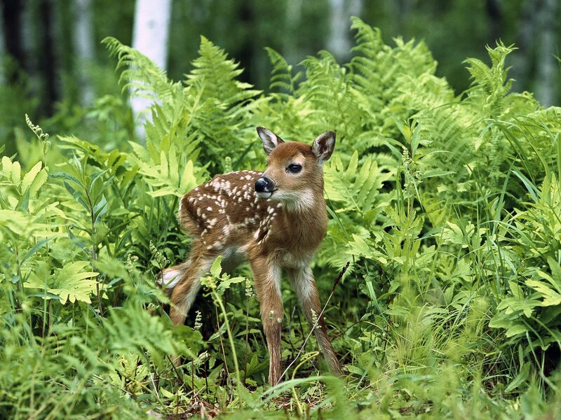 Fawn in Ferns — Green, Calm, Summer