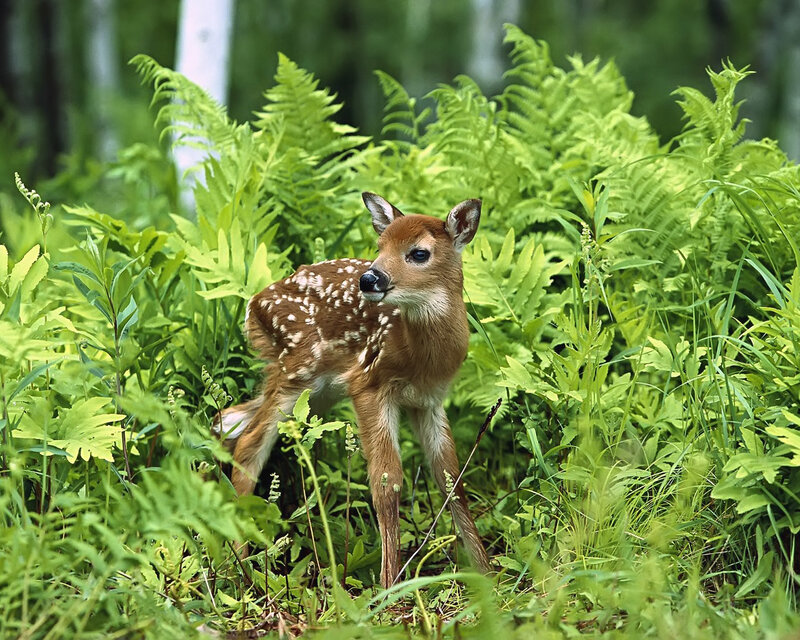Fawn in Ferns — Green, Calm