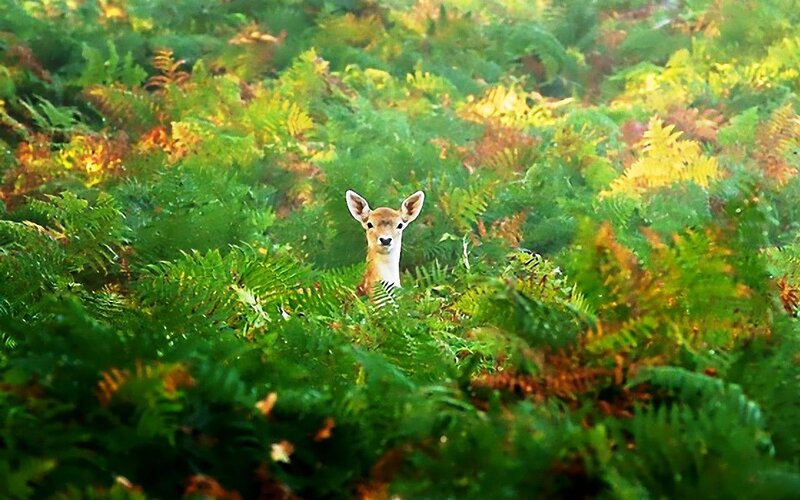 Fawn in Ferns — Green, Serene, Afternoon