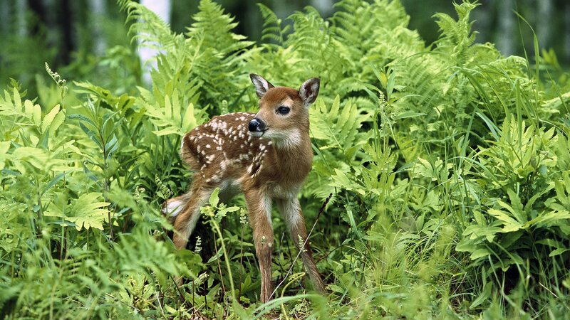 Fawn in Ferns — Green, Serene, Morning, Photograph