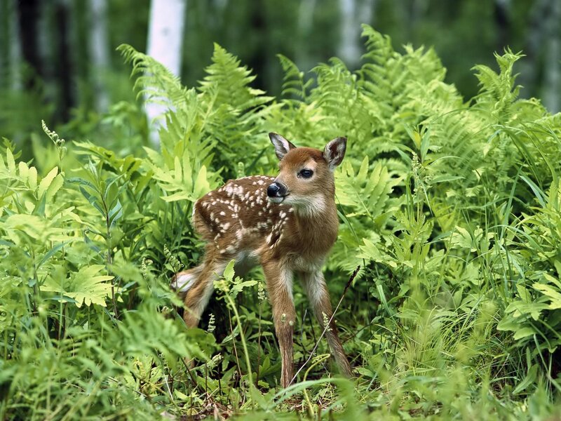 Fawn in Ferns — Green, Serene, Summer