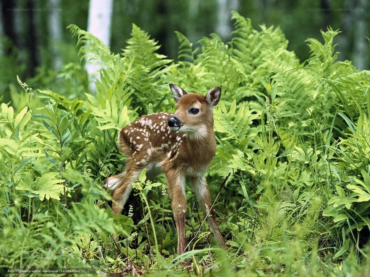 fawn in ferns