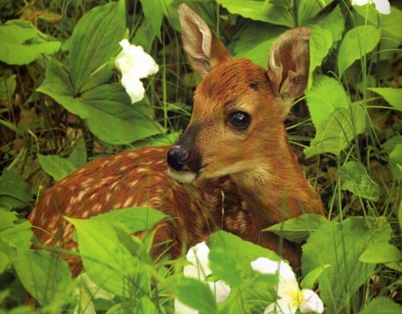 Fawn in Foliage — Brown