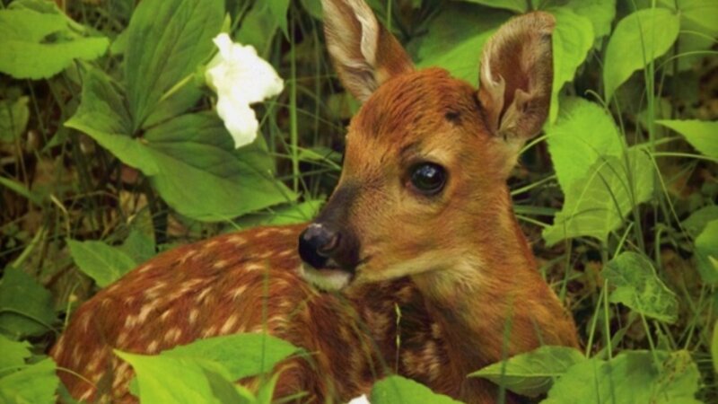 Fawn in Foliage — Green, Calm
