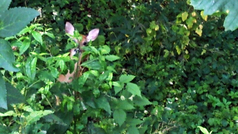 Fawn in Foliage — Green