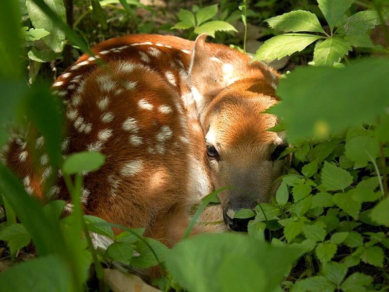 Fawn in Foliage