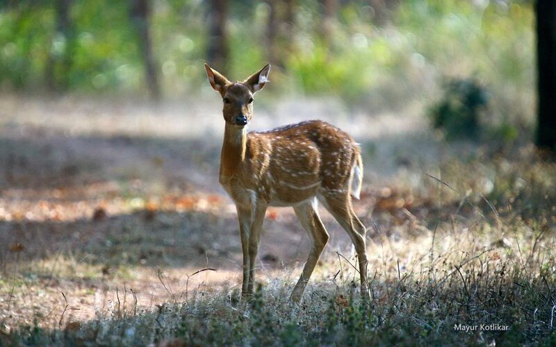 Fawn in Forest — Brown, Calm, Afternoon, Photograph, Grass