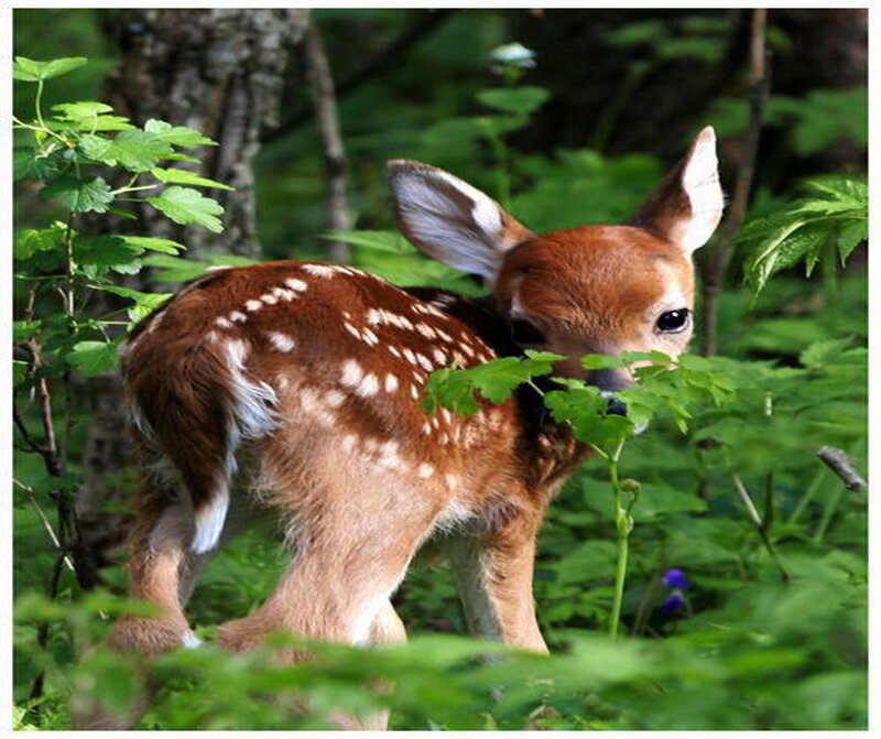 Fawn in Forest — Brown, Calm, Afternoon