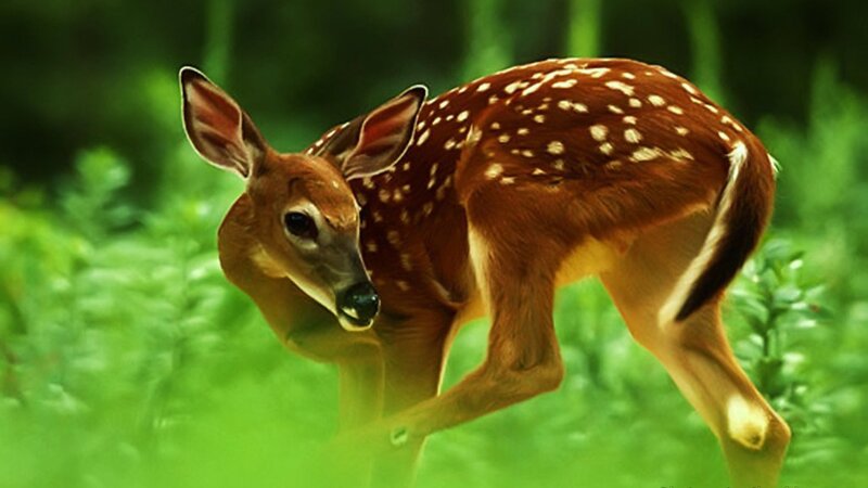 Fawn in Forest — Brown, Calm