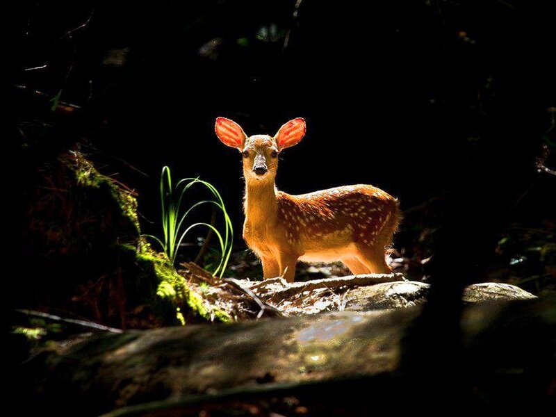Fawn in Forest — Brown, Dramatic, Night