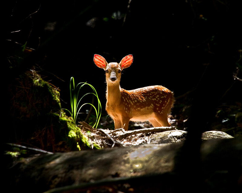 Fawn in Forest — Brown, Dramatic