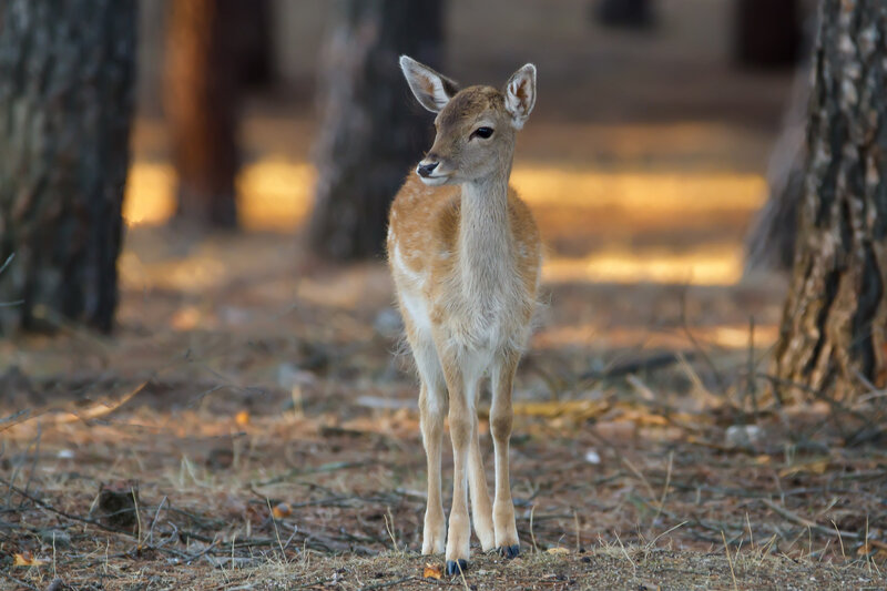 Fawn in Forest — Brown, Serene, Afternoon