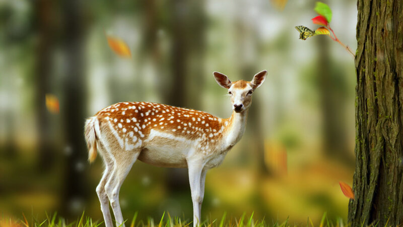 Fawn in Forest — Brown, Serene, Autumn