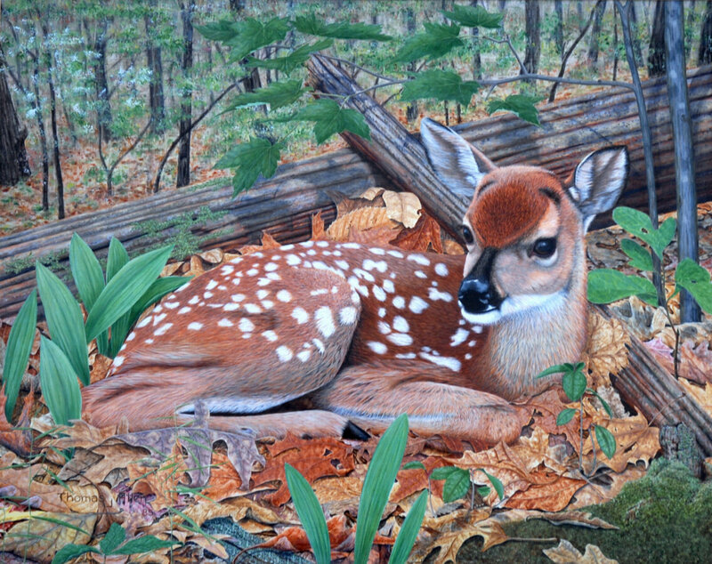 Fawn in Forest — Brown