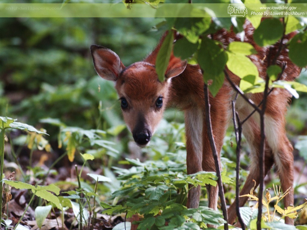 fawn in forest foliage