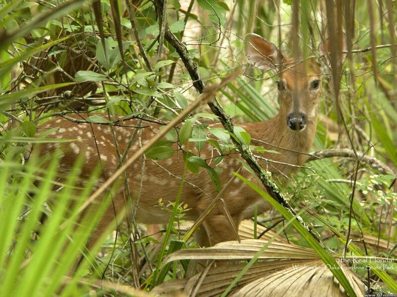 fawn in forest foliage