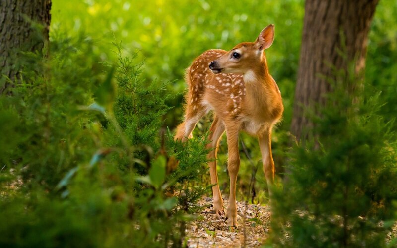Fawn in Forest — Green, Calm, Afternoon, Photograph