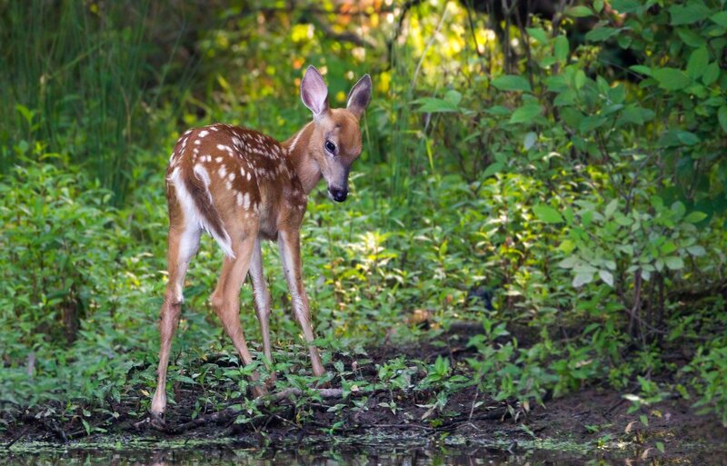 Fawn in Forest — Green, Calm, Afternoon