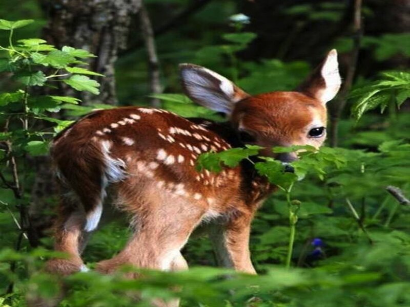 Fawn in Forest — Green, Calm, Morning