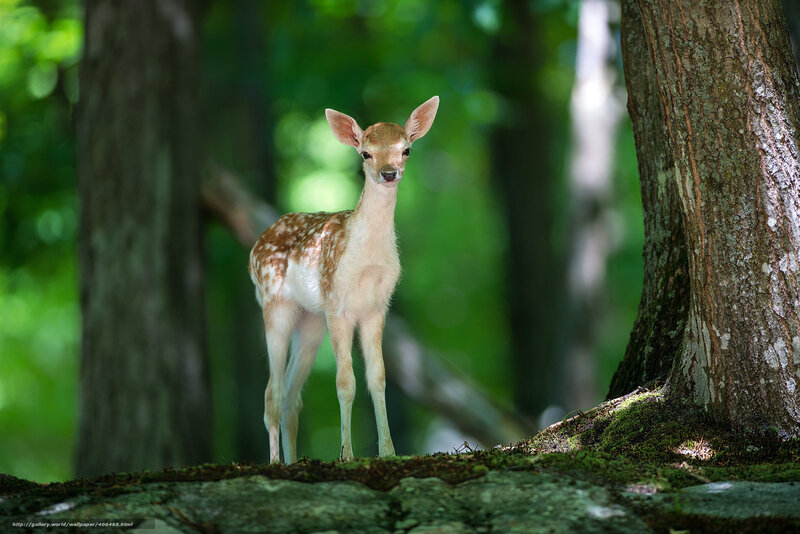 Fawn in Forest — Green, Serene, Afternoon, Photograph, Tree