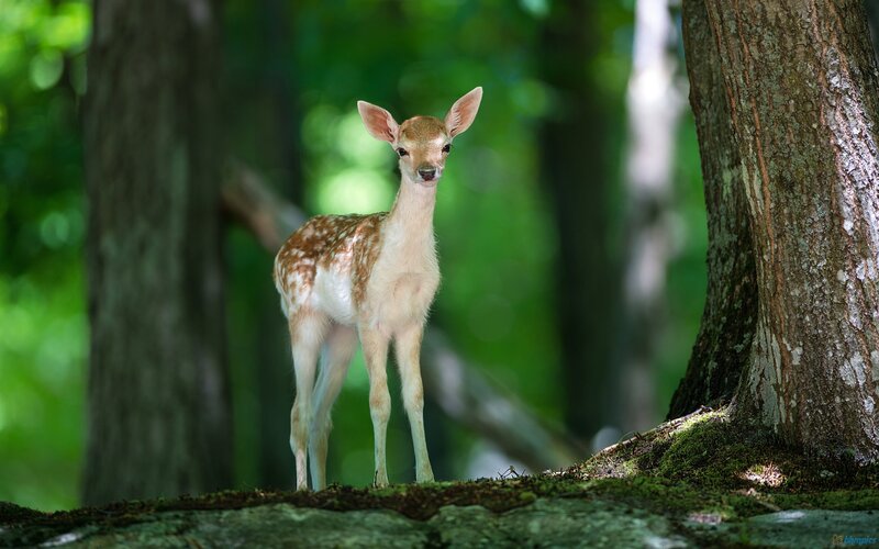 Fawn in Forest — Green, Serene, Afternoon