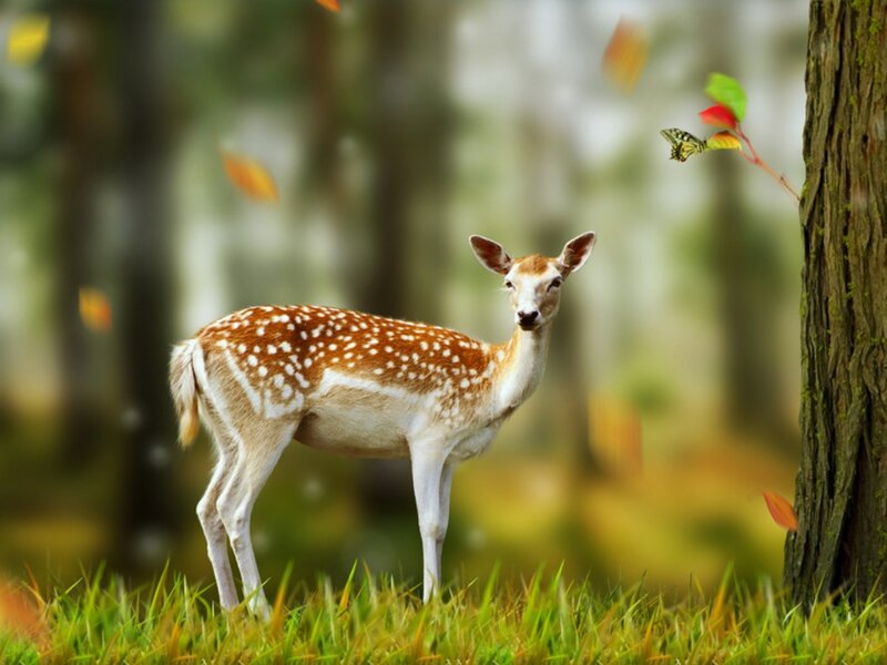 Fawn in Forest — Green, Serene, Autumn
