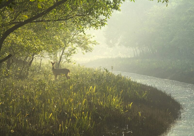 Fawn in Forest — Green, Serene, Morning