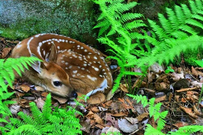 Fawn in Forest — Green, Serene, Spring, Photograph
