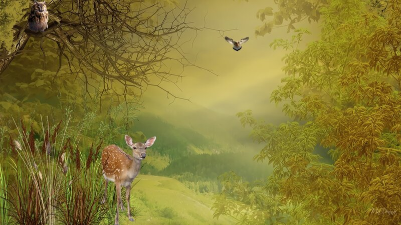 Fawn in Forest — Green, Serene