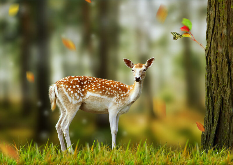 Fawn in Forest — Green