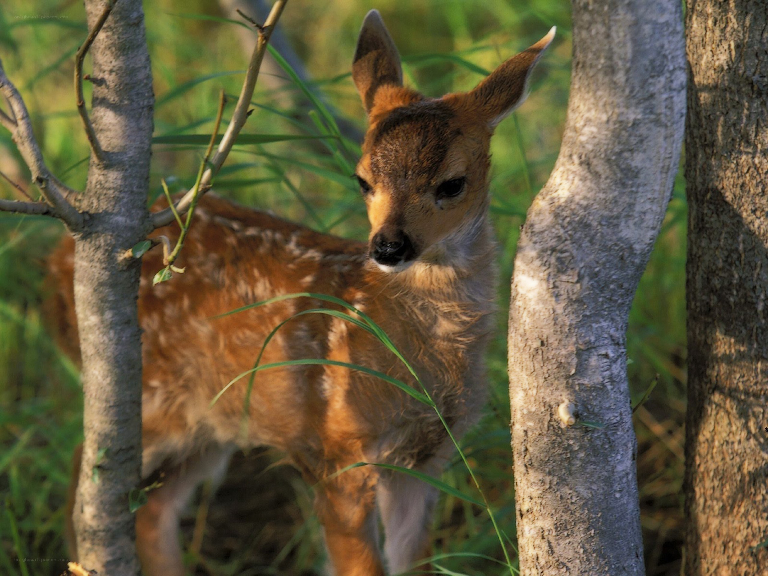 fawn in forest undergrowth