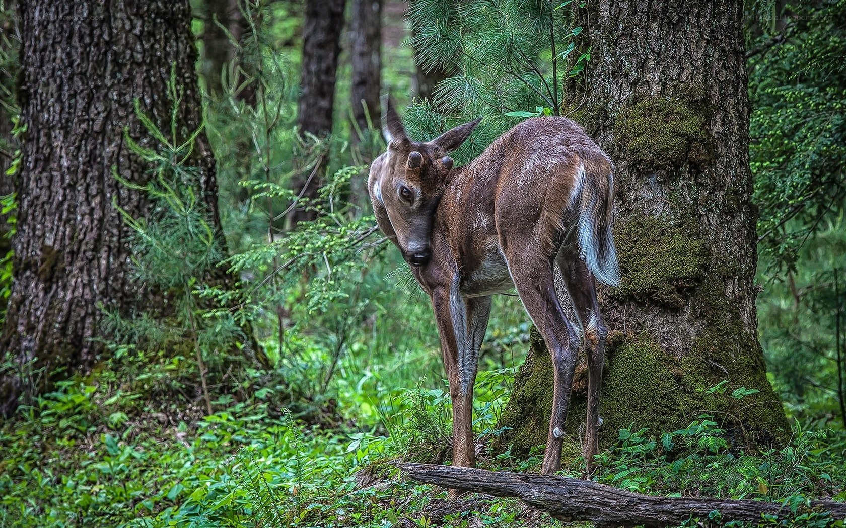 Fawn in forest